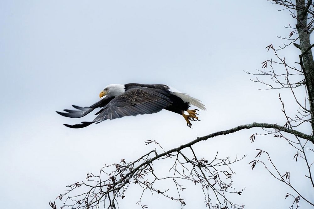 Bald Eagle