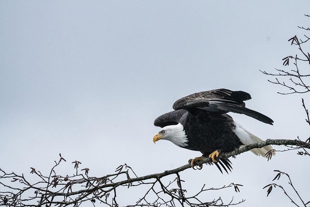 Bald Eagle