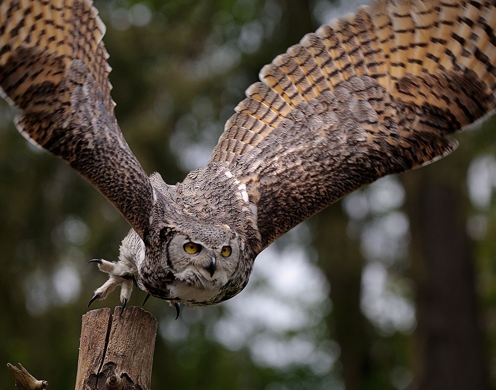 Owl taking flight