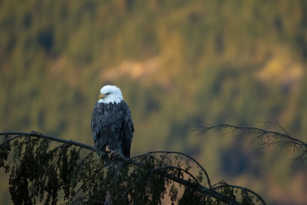Bald Eagle