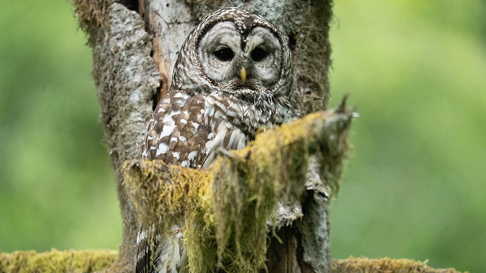 Owl