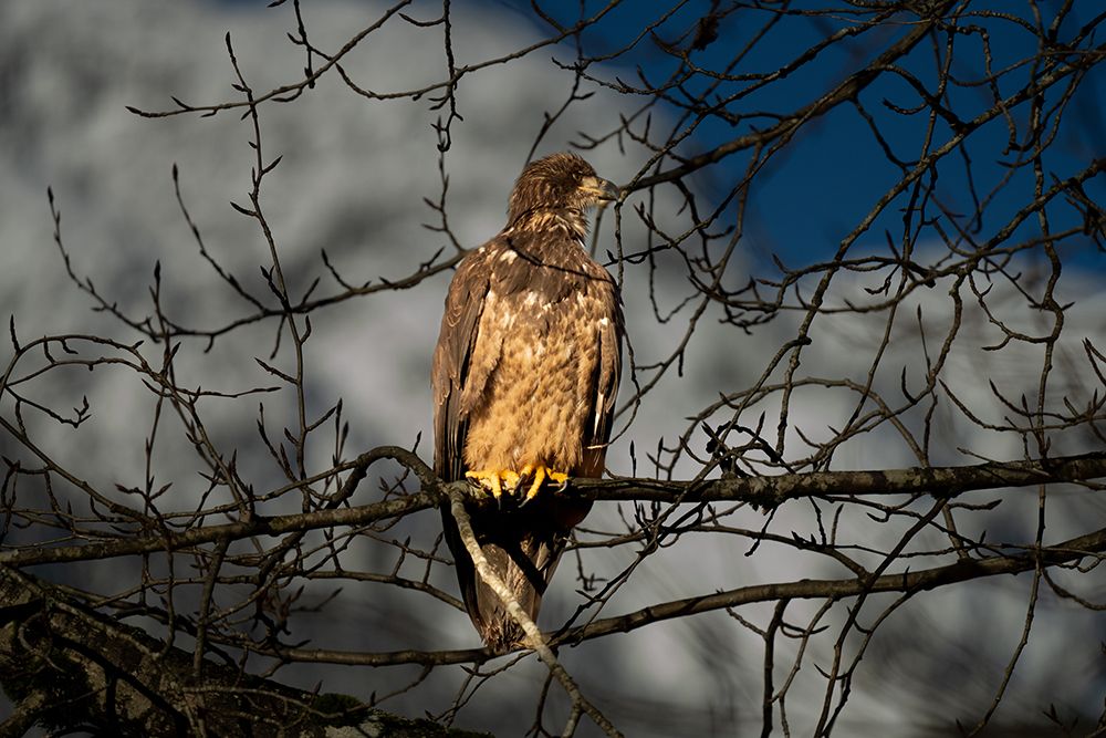 Young Bald Eagle