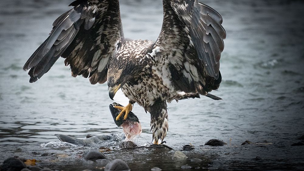 Bald Eagle