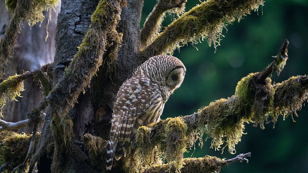 Owl on a branch