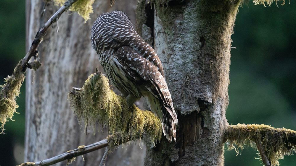 Owl on a branch