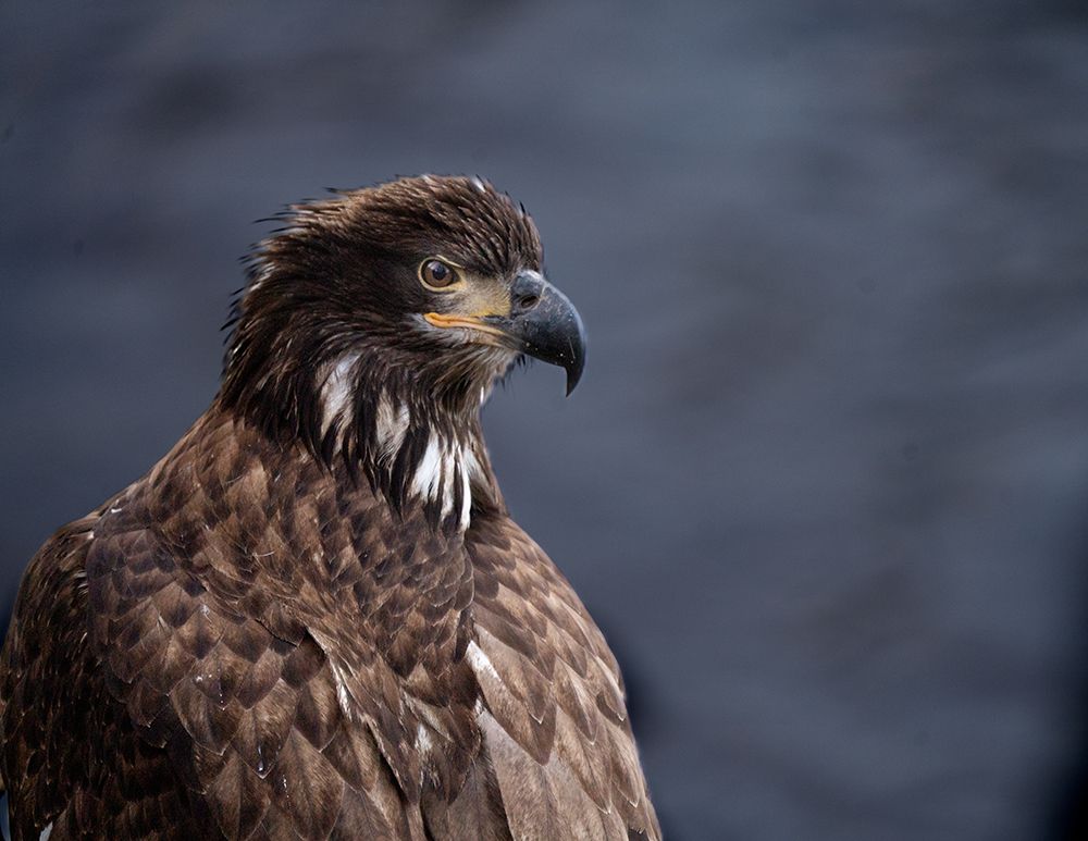 Young Bald Eagle