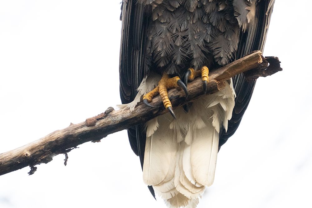 Bald Eagle talons