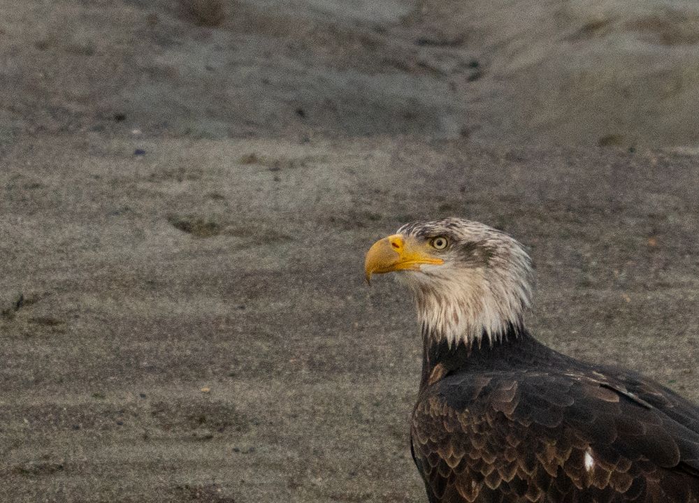 Bald Eagle