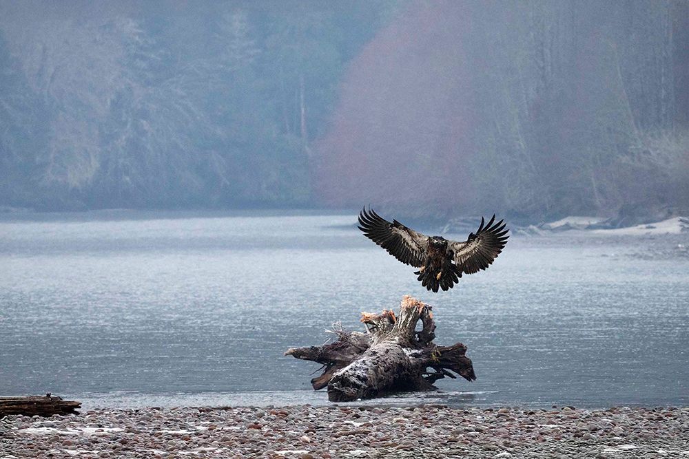 Bald Eagle