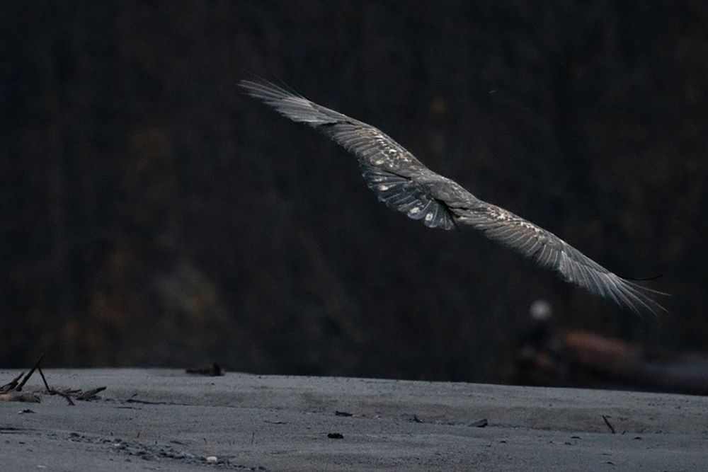 Bald Eagle