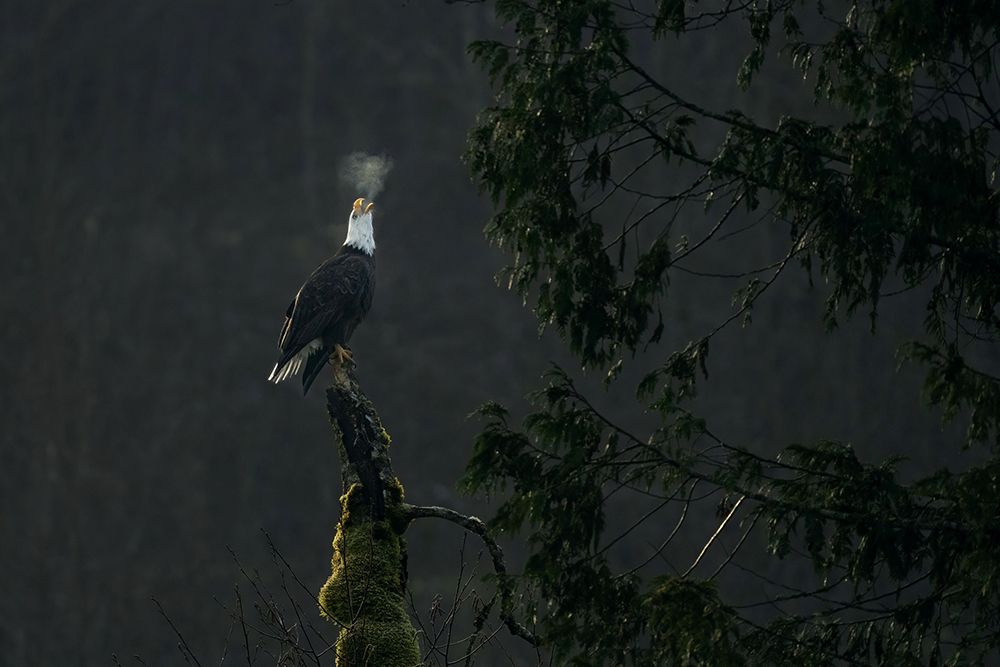 Bald Eagle