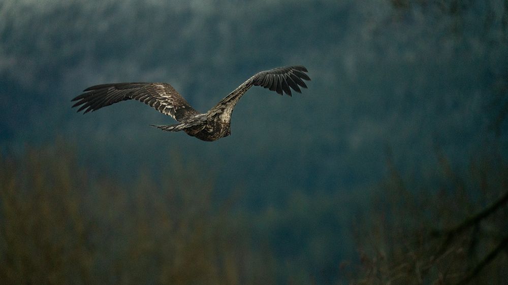 Bald Eagle