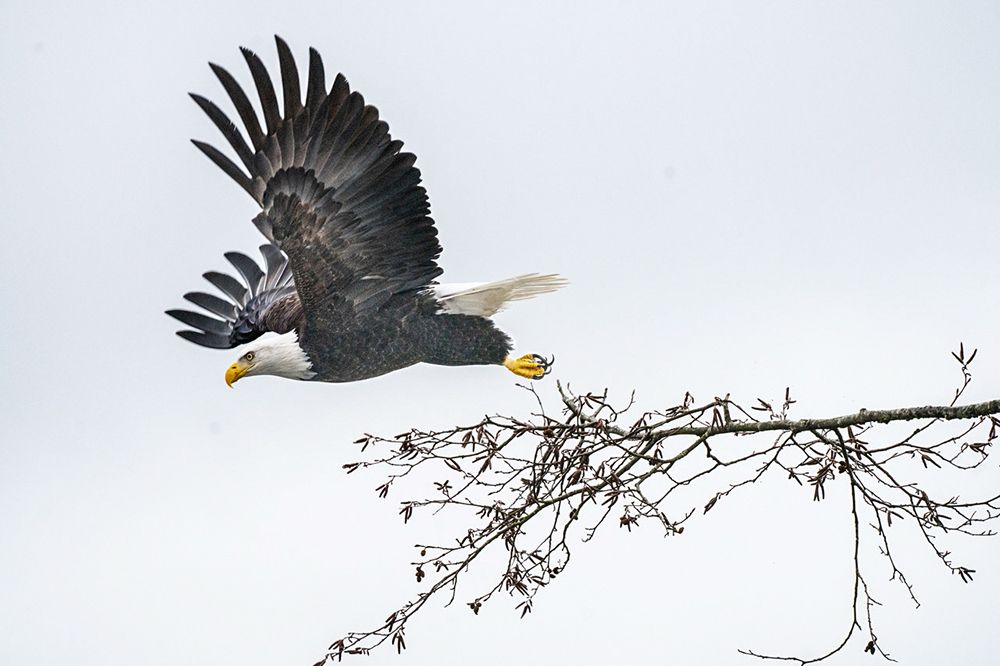 Bald Eagle