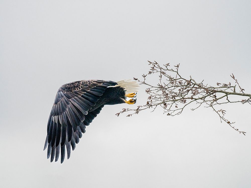 Bald Eagle