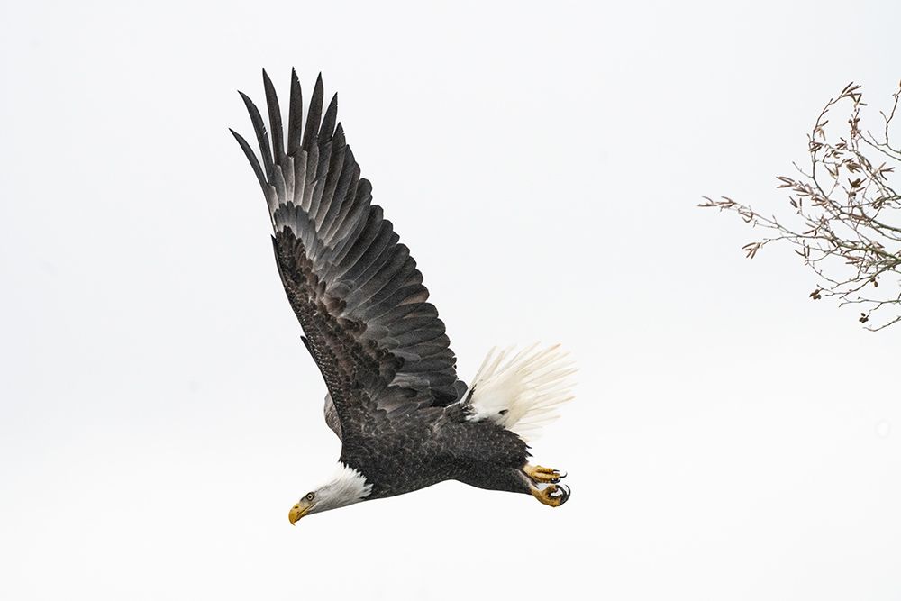 Bald Eagle