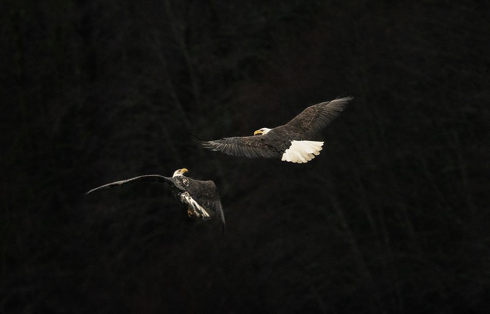 2 Bald Eagles