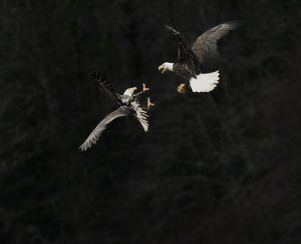 Bald Eagles fighting