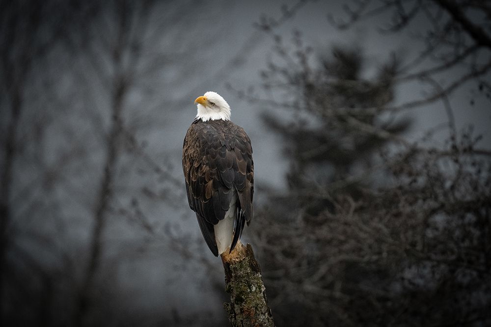 Bald Eagle