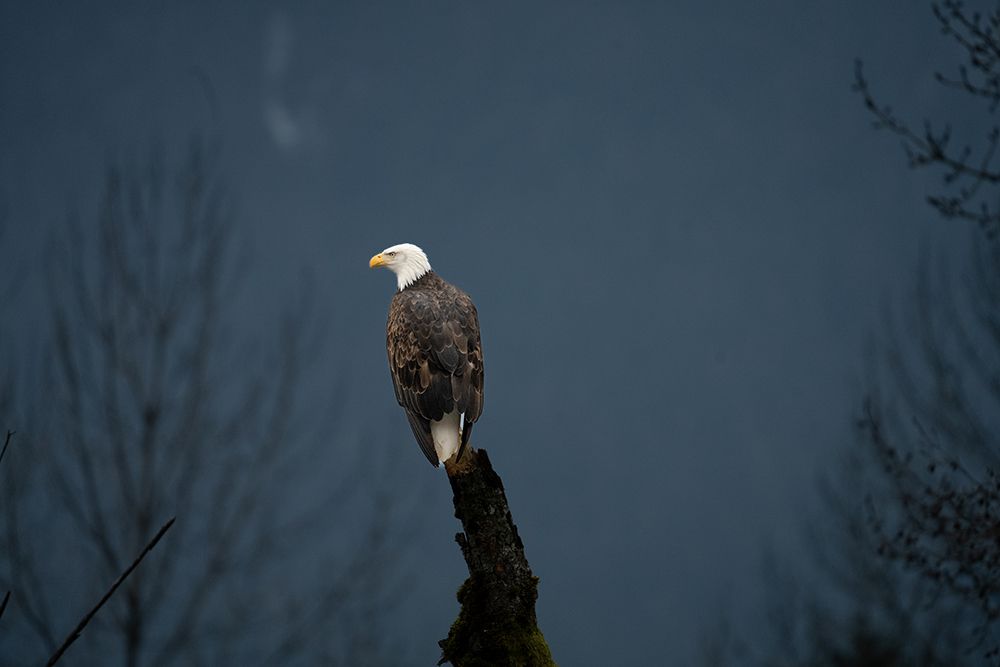 Bald Eagle