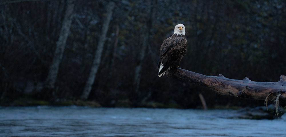 Bald Eagle sitting on a branch over the river