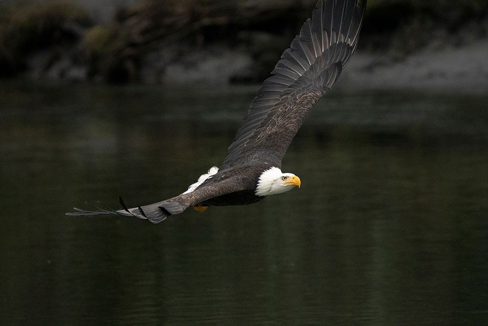 Bald Eagle