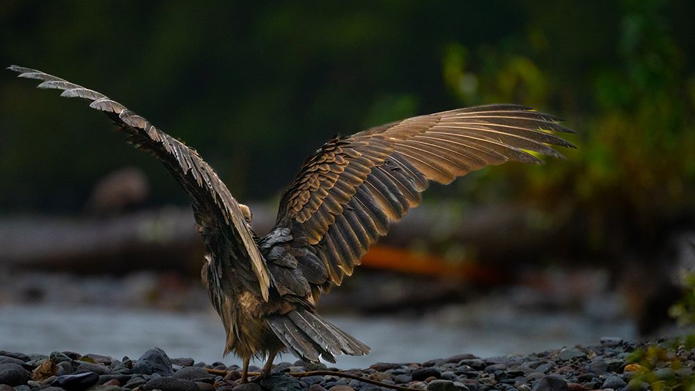 Young Bald Eagle