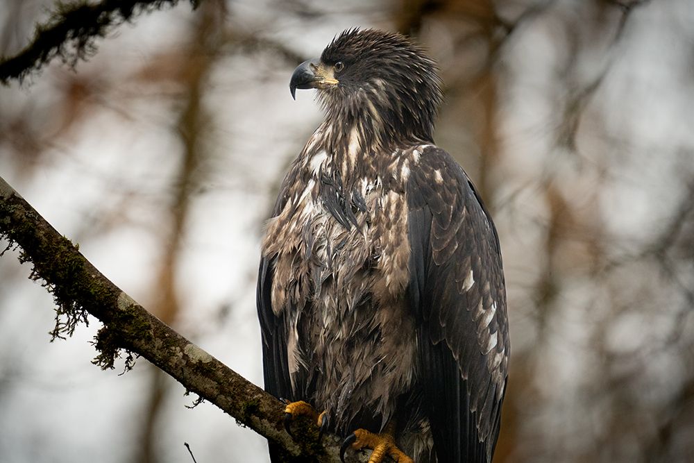 Young Bald Eagle