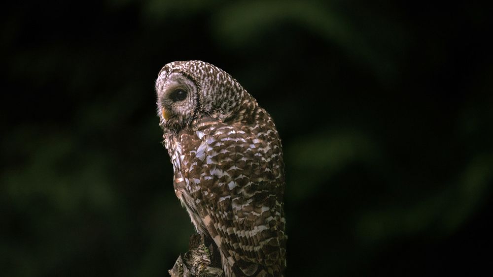 Owl