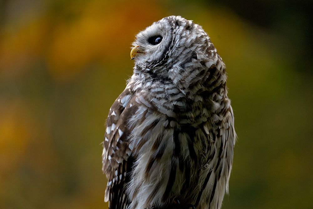 Owl