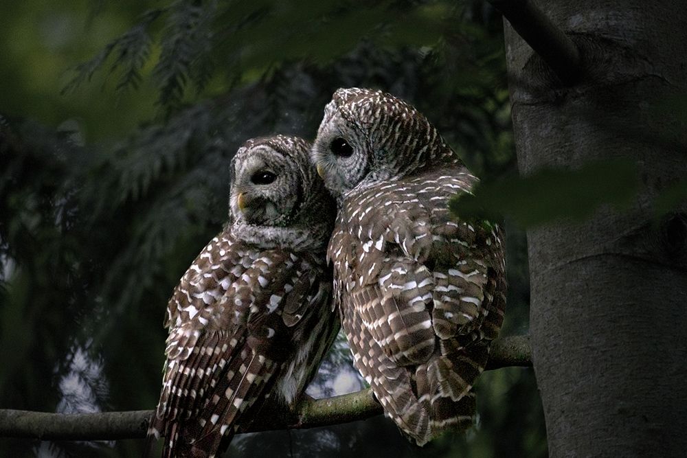 Two owls siting together on a branch