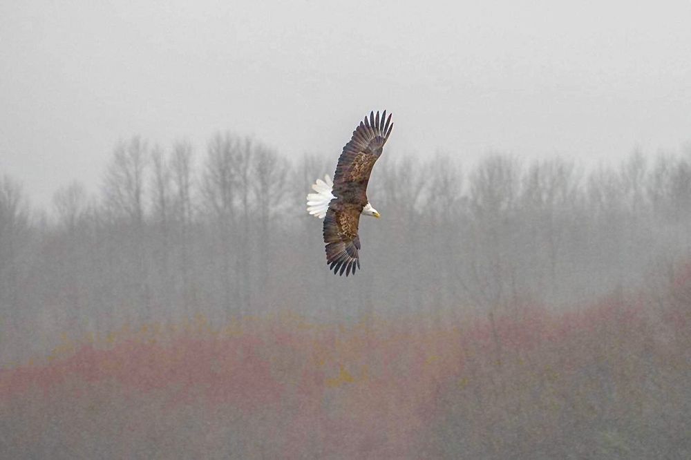 Bald Eagle