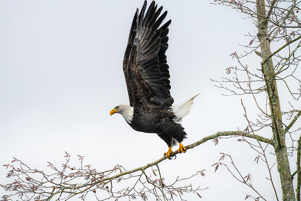 Bald Eagle