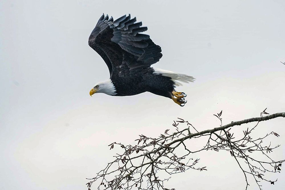 Bald Eagle