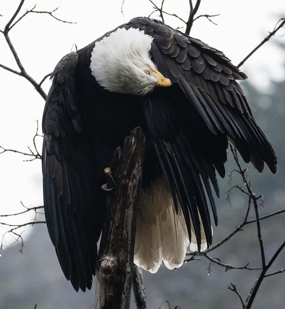 Bald Eagle