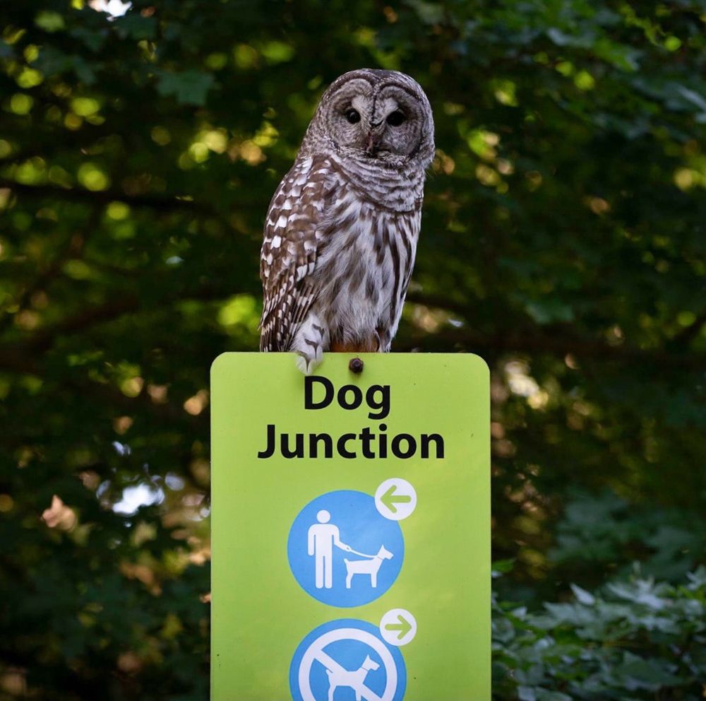 Owl sitting on top of a sign