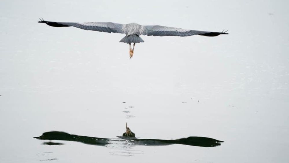 Crane bird flying