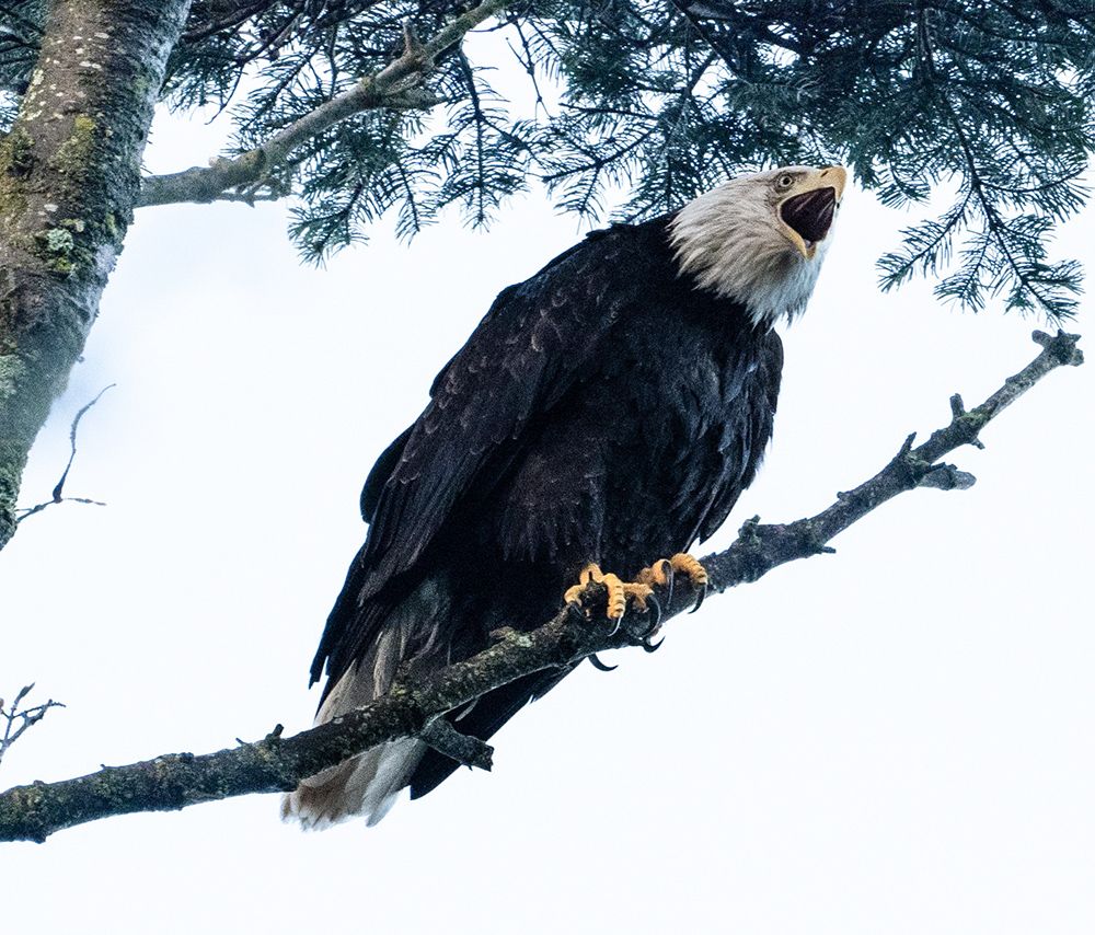 Bald Eagle