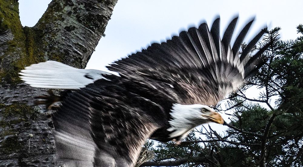 Bald Eagle