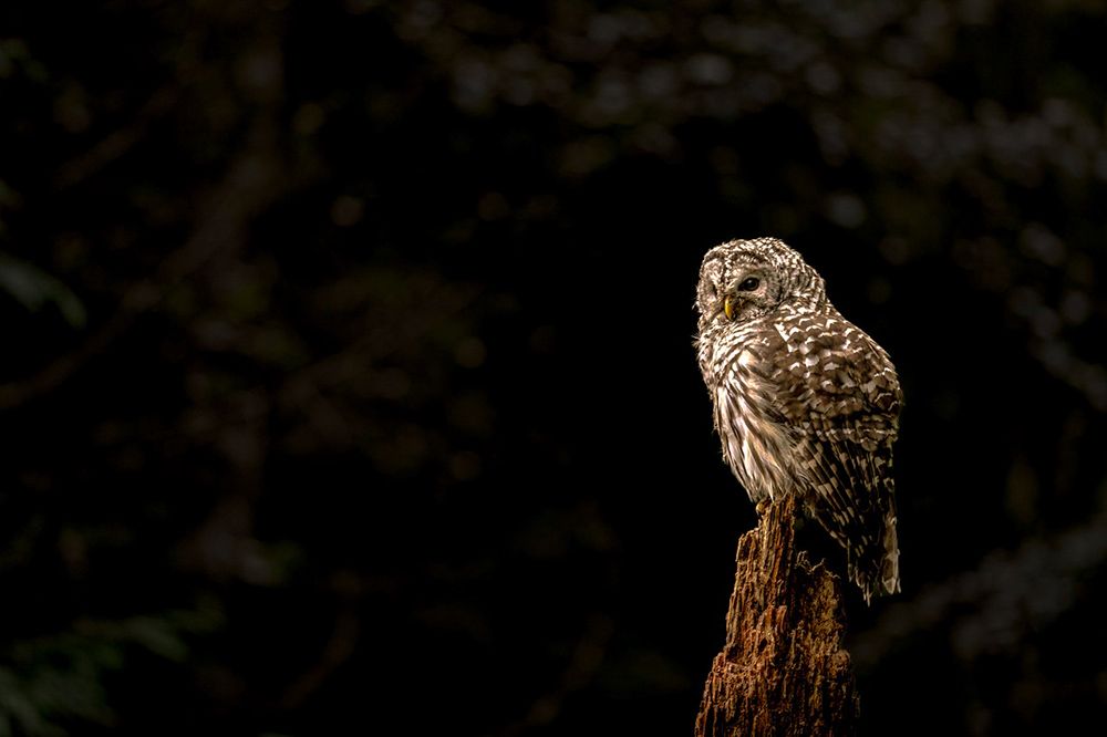 Owl sitting on a stump