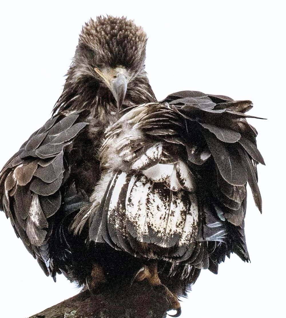 Young bald eagle.