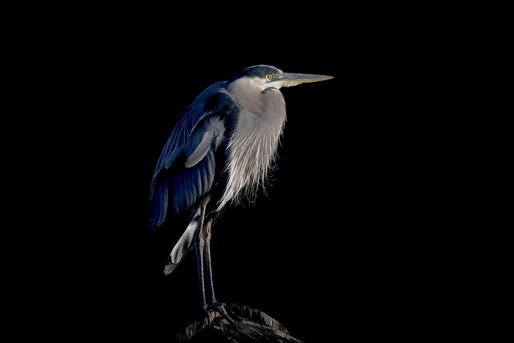 Crane Bird