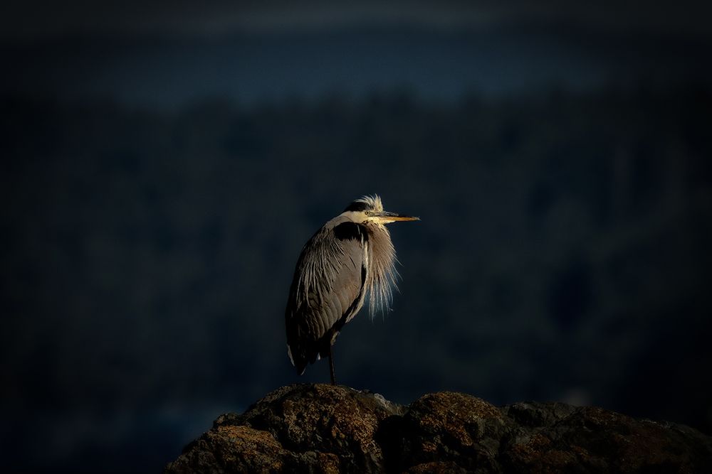 Crane Bird