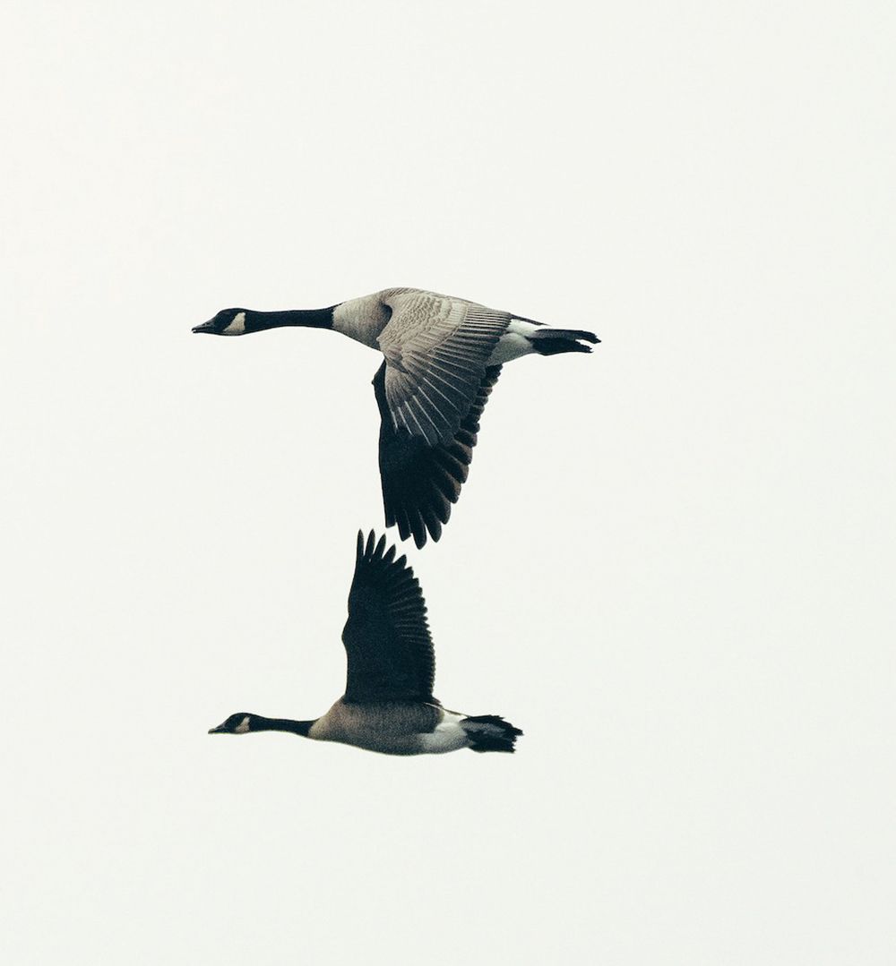 Two Canada geese flying