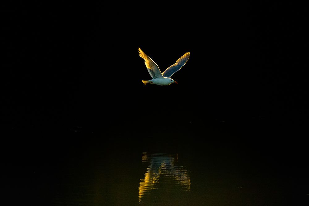 Seagull flying close to the water.