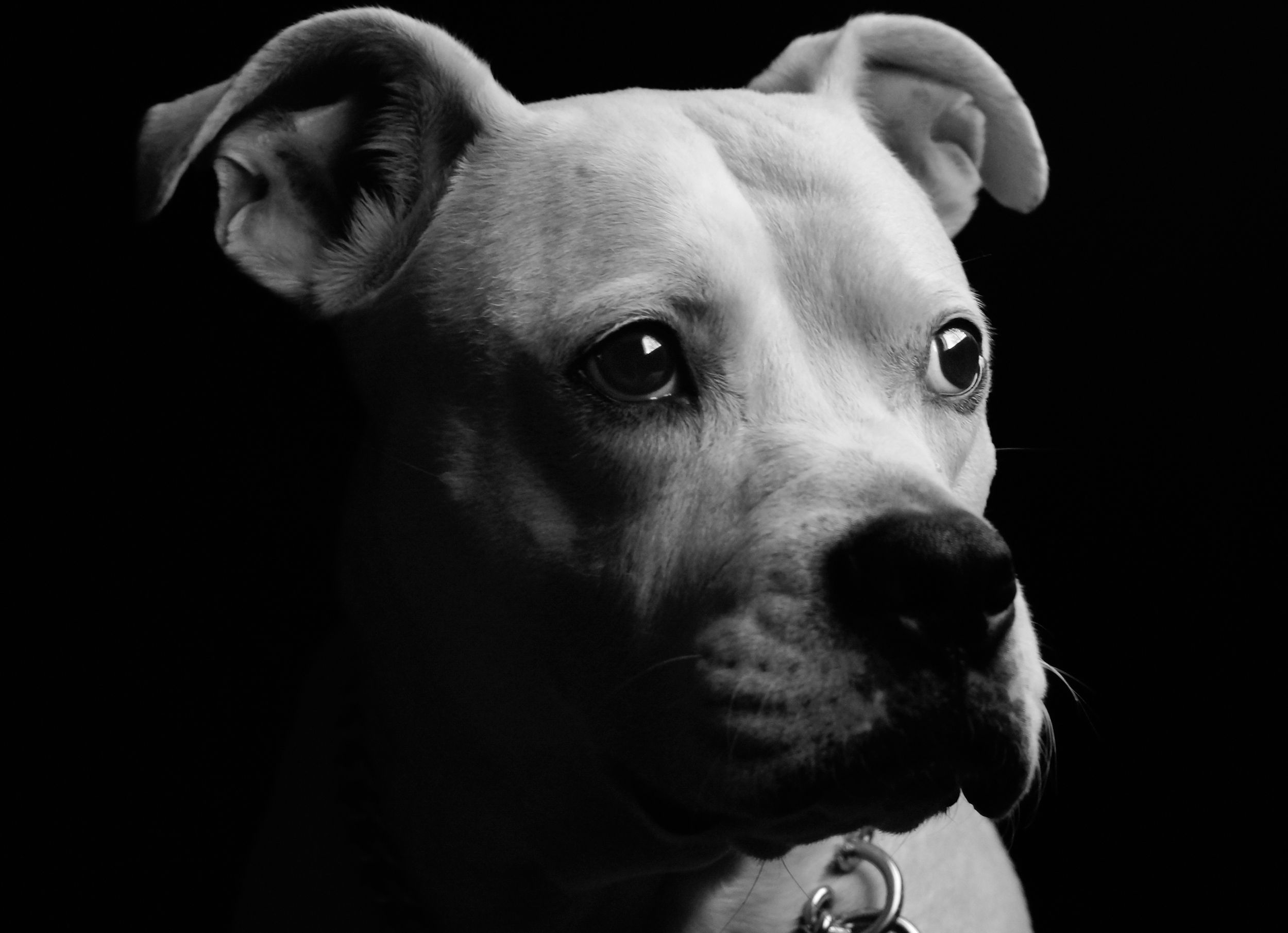 A close-up black and white portrait of a Pit Bull dog with soulful eyes against a dark background.