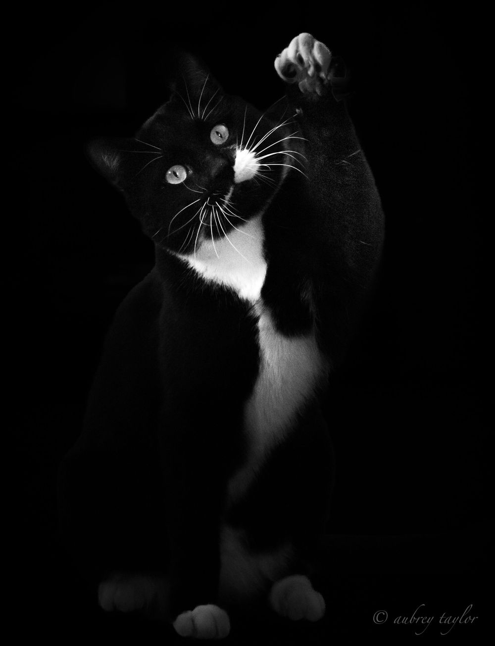 Black and white tuxedo cat reaching upward against dark background with glowing eyes.
