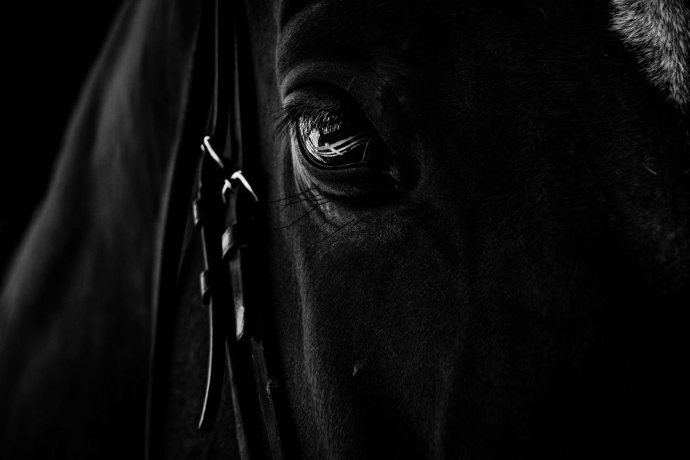 Dramatic black and white close-up of a horse's eye with light reflecting in it.
