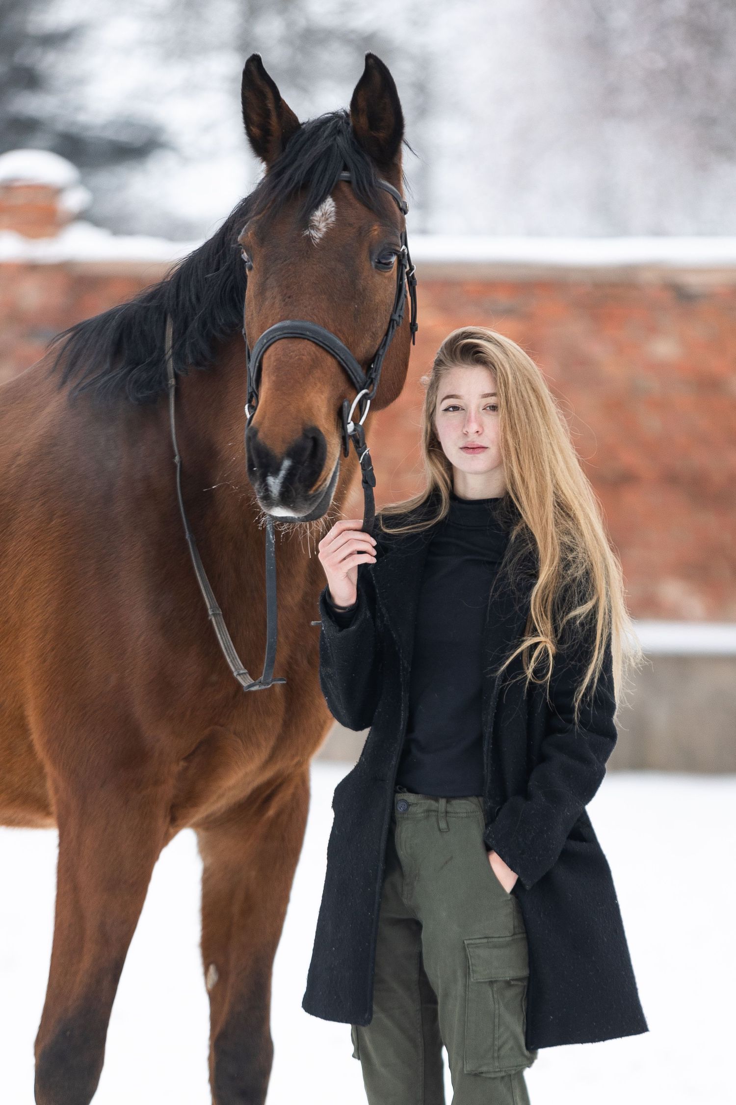 Majestic bay horse with black mane against snowy winter backdrop.