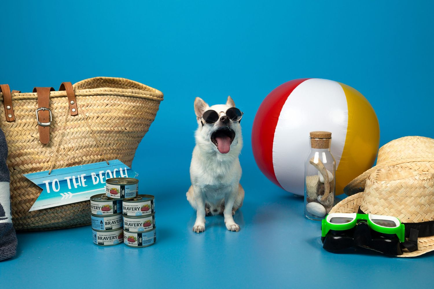 Chihuahua rodeado de accesorios de playa en sesión de estudio. Fotografía canina publicitaria en Barcelona por Daniel Giménez.