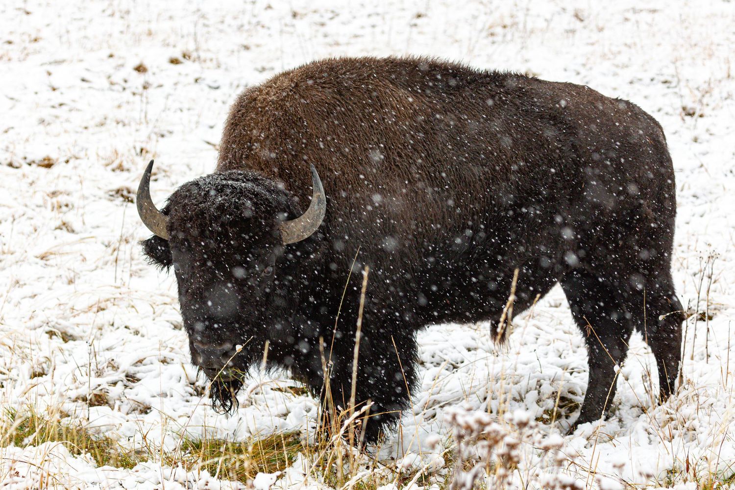 Majestuoso bisonte desafiando la tormenta de nieve invernal, un poderoso símbolo de resistencia en entornos naturales hostiles